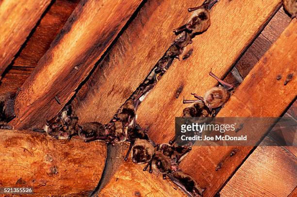 colony of little brown bats in church ceiling - kleine bruine vleermuis stockfoto's en -beelden