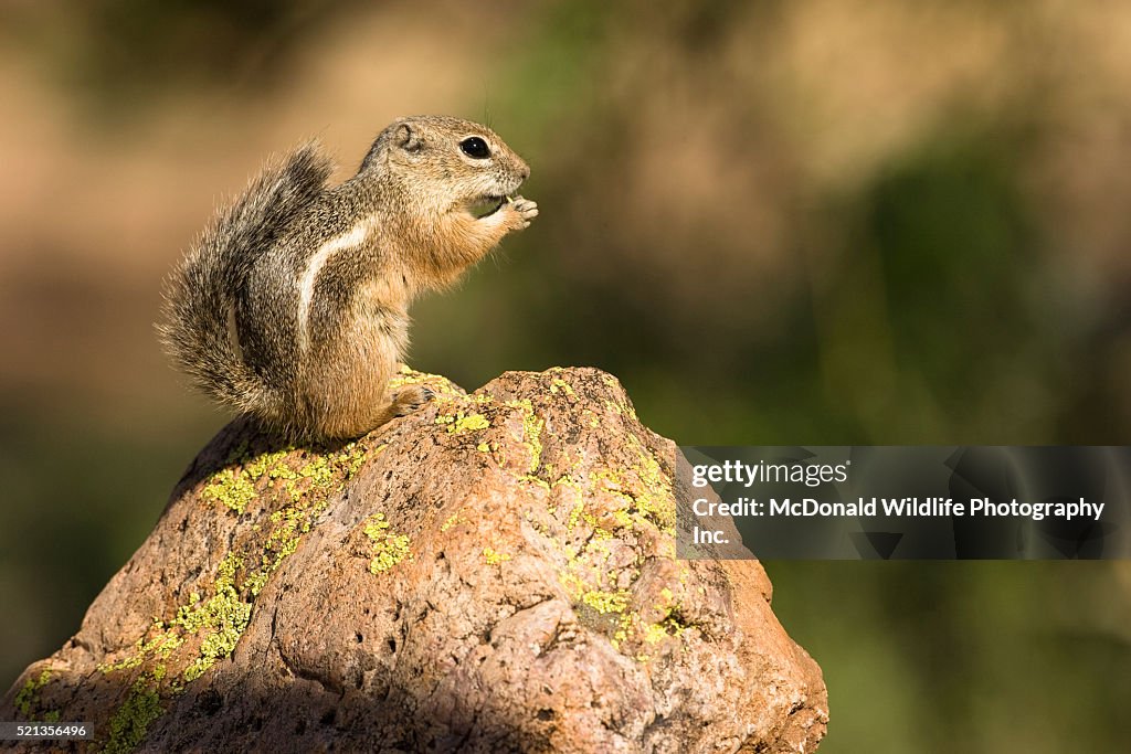 White-tailed Antelope Squirrel on rock
