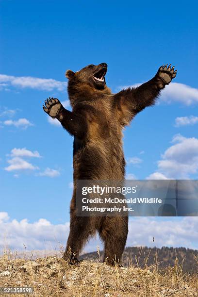 grizzly bear, ursus arctos horribilis, montana, usa, captive or controlled situation - men beer stockfoto's en -beelden