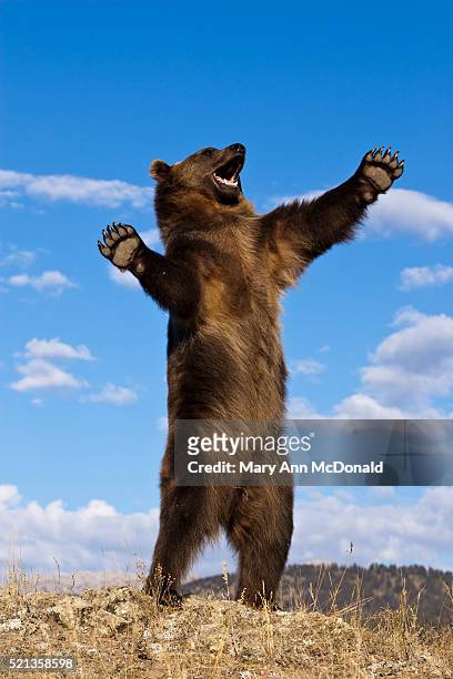 6,114 Bear Standing Photos and Premium High Res Pictures - Getty Images