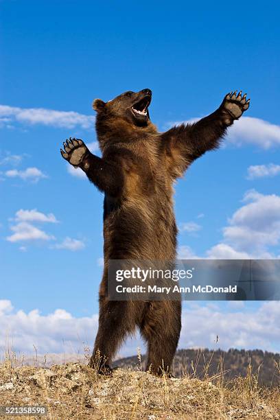 grizzly bear, ursus arctos horribilis, montana, usa, captive or controlled situation - grizzlies 個照片及圖片檔