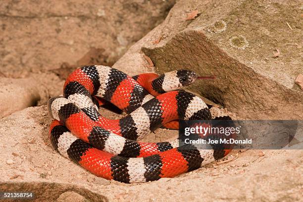 pueblan milksnake; lampropeltis t. campbelli; native to mexico; controlled situation - milk snake stockfoto's en -beelden