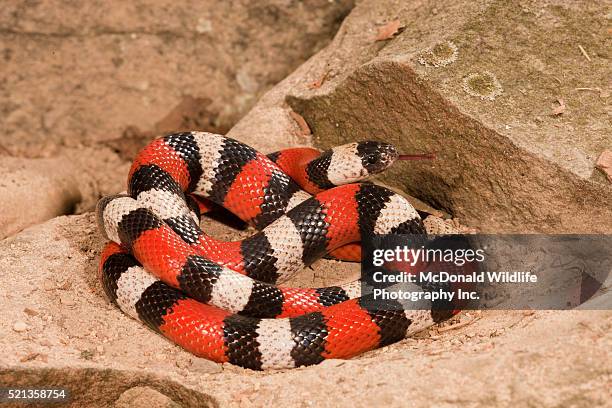 pueblan milksnake; lampropeltis t. campbelli; native to mexico; controlled situation - milk snake stockfoto's en -beelden