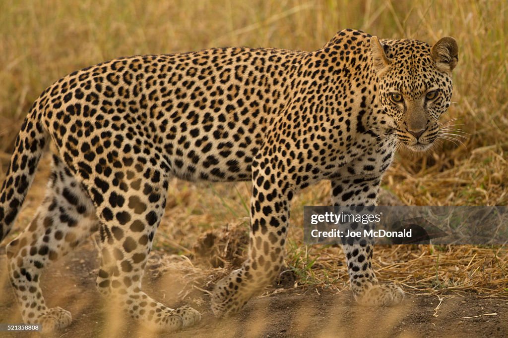 Leopard Hunting in the Serengeti