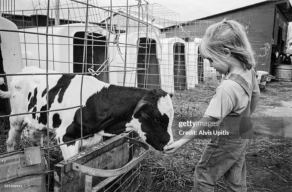 Young girl with calf on dairy farm.