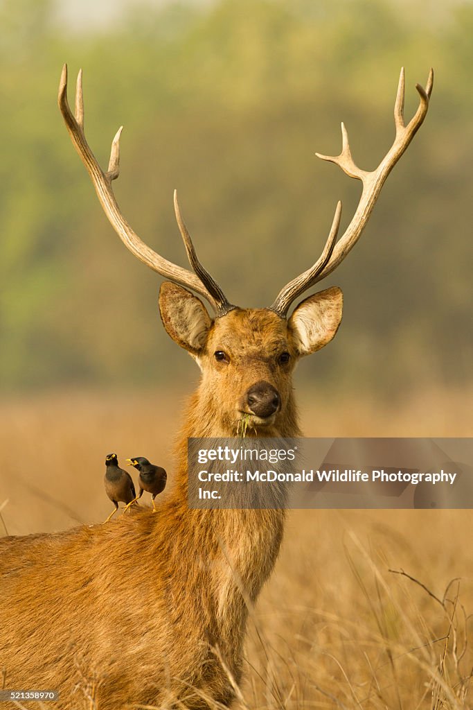 Barasinghs Images Barasingha Deer And Mynas High-Res Stock Photo - Getty Images