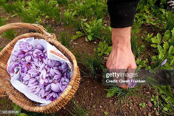 farmer harvesting saffron on a small farm in central france - pistill bildbanksfoton och bilder