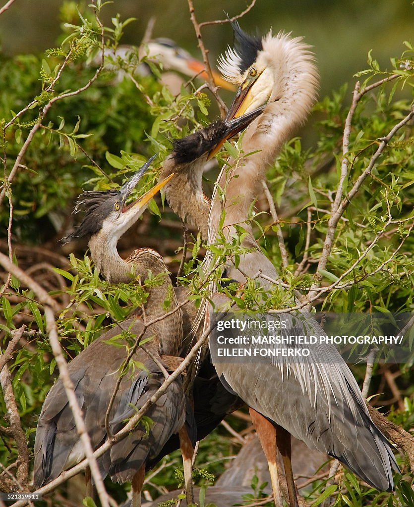 Two great blue heron fledglings with parent