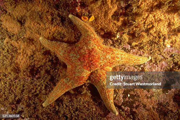 leather sea star - leather sea star stock pictures, royalty-free photos & images