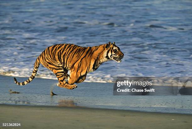 tiger running on the beach - tiger running stock pictures, royalty-free photos & images