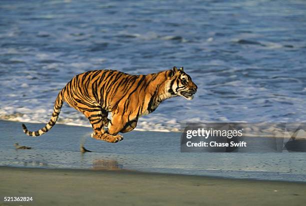 tiger running on the beach - tiger running imagens e fotografias de stock