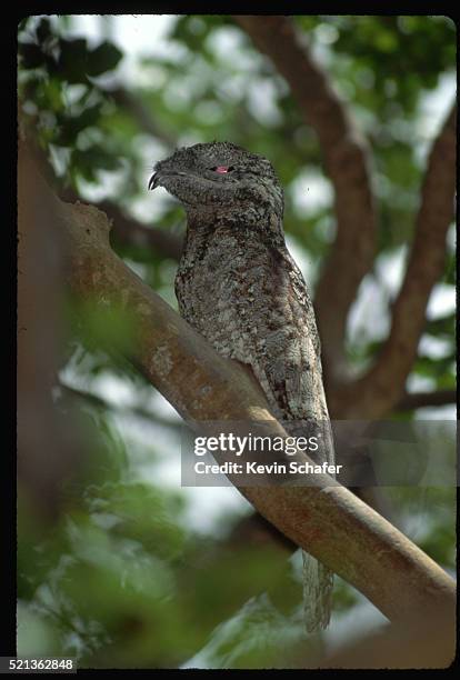 roosting great potoo - great potoo nyctibius grandis stock pictures, royalty-free photos & images