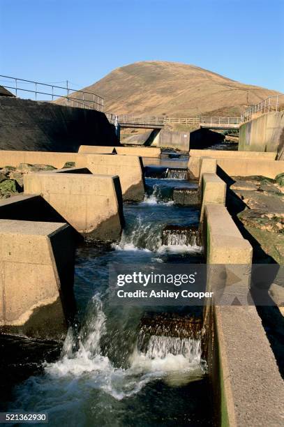 Fish Ladder Beautiful Fish Ladders Photos and Premium High Res Pictures - Getty Images