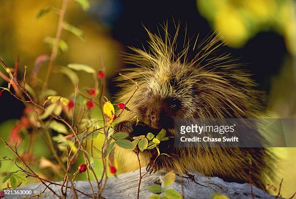 north american porcupine eating berries - puercoespín fotografías e imágenes de stock
