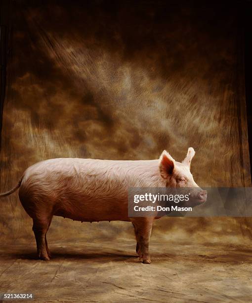 domestic pig in studio - sow pig stock pictures, royalty-free photos & images