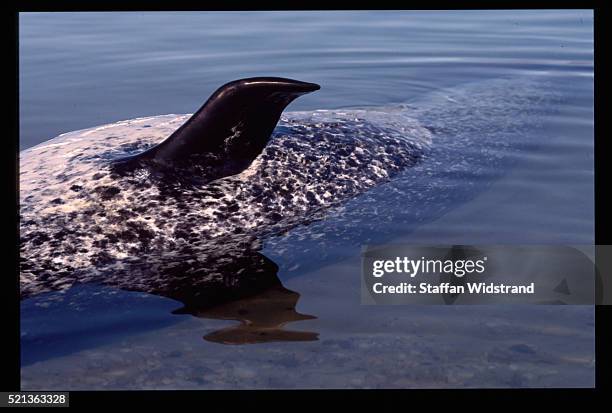 dead narwhal on beach, greenland - narwhal stock pictures, royalty-free photos & images