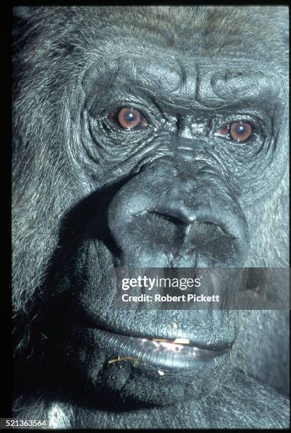 face of a lowland gorilla - eastern lowland gorilla stock pictures, royalty-free photos & images