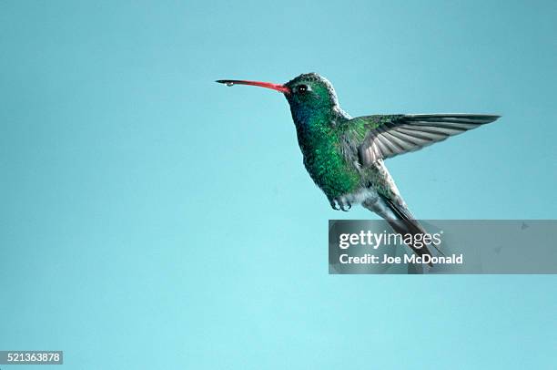 broad-billed hummingbird with droplet on beak - broad billed hummingbird stock pictures, royalty-free photos & images