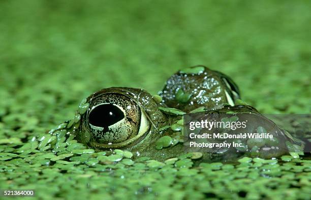 close-up of bullfrog in duckweed - kroos stockfoto's en -beelden