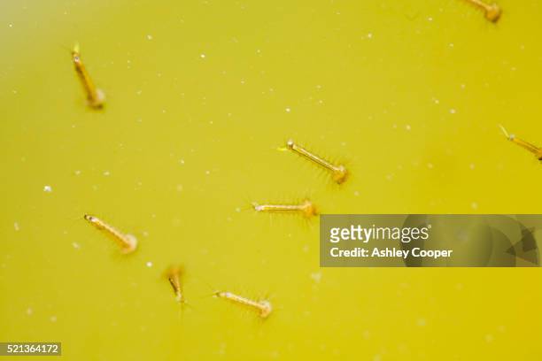 mosquito larva breeding in a pond - larva stock pictures, royalty-free photos & images