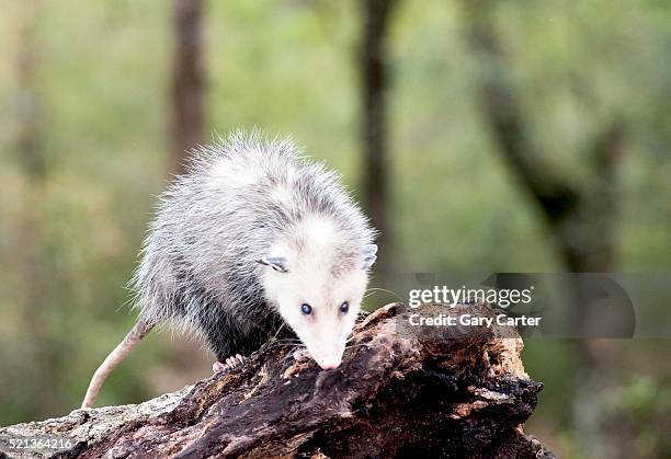 opossum on tree trunk - opossum stock pictures, royalty-free photos & images