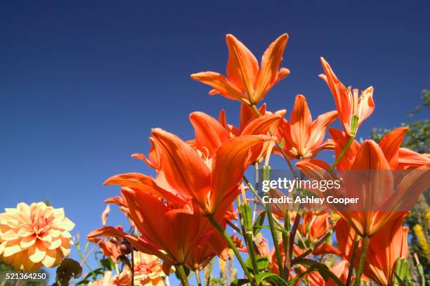 tiger lilies and dahlias - tiger lily flower foto e immagini stock