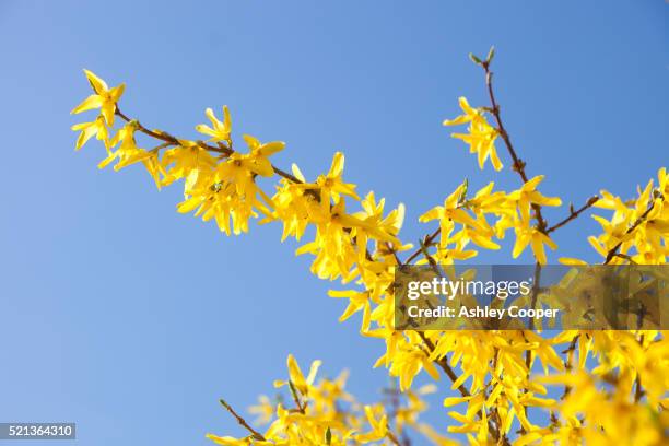 forsythia bushes flowering in spring. - forsythia stock pictures, royalty-free photos & images