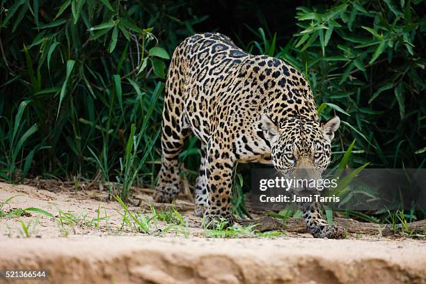 a jaguar hunting in the early morning. - jaguar fotografías e imágenes de stock