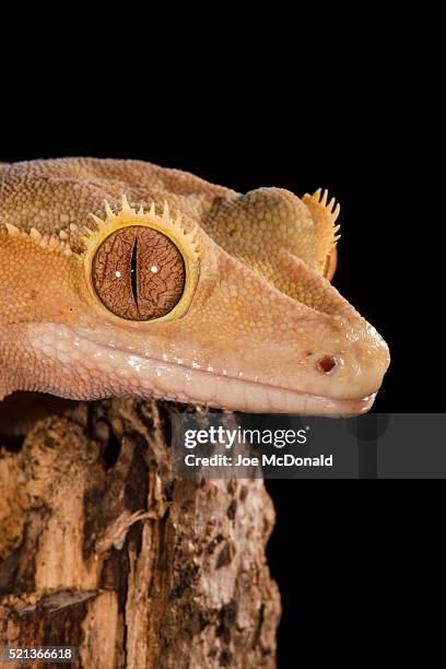crested gecko, rhacodactylus ciliatus, climbing tree, native to new caledonia, in controlled situation, central pa, usa - rhacodactylus stock pictures, royalty-free photos & images