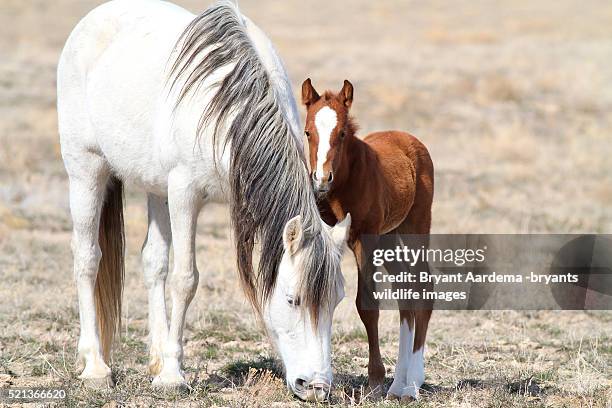 mare & foal - mare stock pictures, royalty-free photos & images