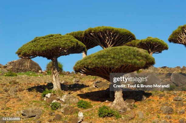 dragon trees growing on socotra island, yemen - dracaena draco stock pictures, royalty-free photos & images