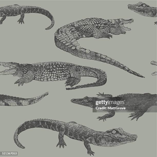 ilustraciones, imágenes clip art, dibujos animados e iconos de stock de reptil rpt - crocodile