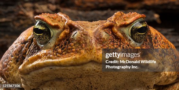 Cane Toad Cane Toad