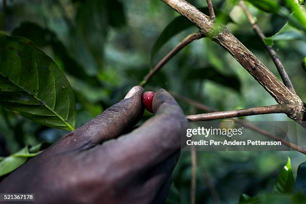 Brahanu Gibo, a coffee farmer, picks wild coffee with on his farm on December 4, 2012 outside Bonga, Ethiopia. The Kaffa region is known for its...