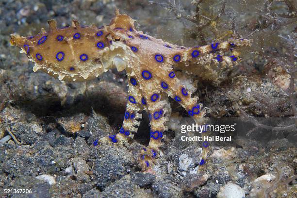 blue-ringed octopus - blue ringed octopus stockfoto's en -beelden
