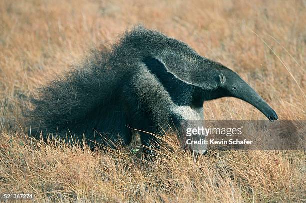 giant anteater (myrmecophaga tridactyla) rupununi savannah, karanambu ranch, guyana wild - anteater stock pictures, royalty-free photos & images