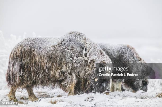 cow and calf muskox in snow. - musk ox photos et images de collection