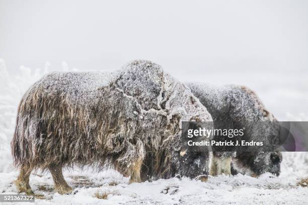 cow and calf muskox in snow. - musk ox stock pictures, royalty-free photos & images