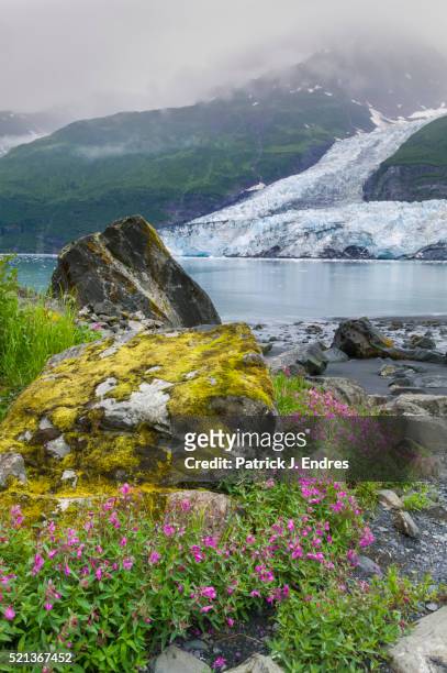 dwarf fireweed and cascade glacier - adelfilla enana fotografías e imágenes de stock