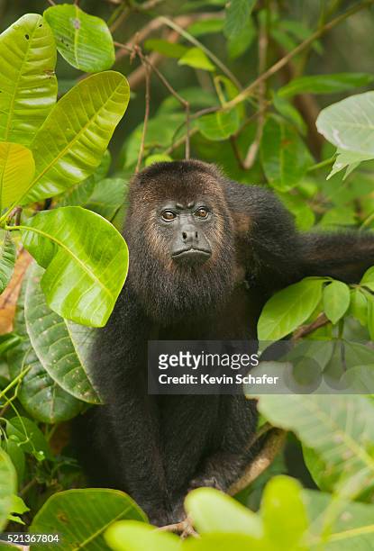 mexican black howler monkey (alouatta pigra) endangered, wild, community baboon sanctuary, belize - howler stock pictures, royalty-free photos & images