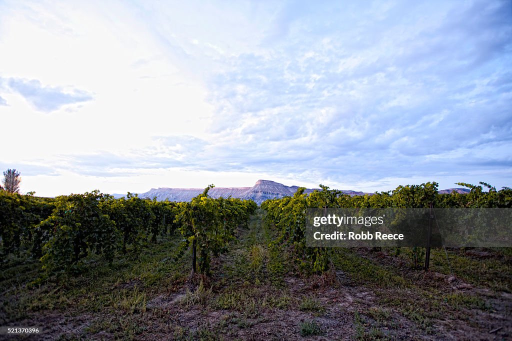 Grape vineyard and Mt. Garfield near Palisade, Colorado