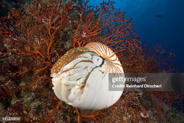 nautilus, nautilus pompilius, great barrier reef, australia - cephalopod stock pictures, royalty-free photos & images