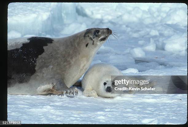 mother harp seal with pup - harp seal stock pictures, royalty-free photos & images