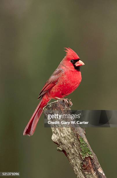 cardinal perching on branch - cardinal stockfoto's en -beelden