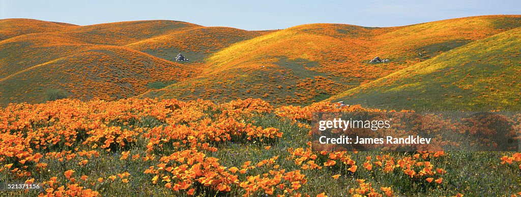 California Poppies and Rolling Hills