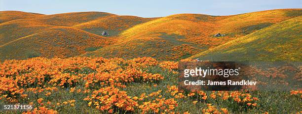 california poppies and rolling hills - flower field photos et images de collection
