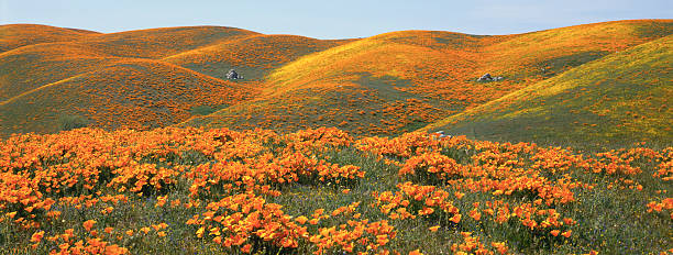 california poppies and rolling hills - spring landscape stock pictures, royalty-free photos & images