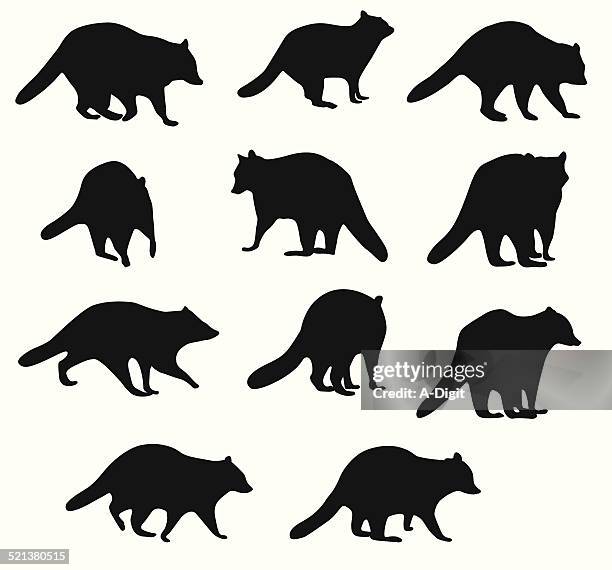 raccoonbehavior - bandit stock illustrations
