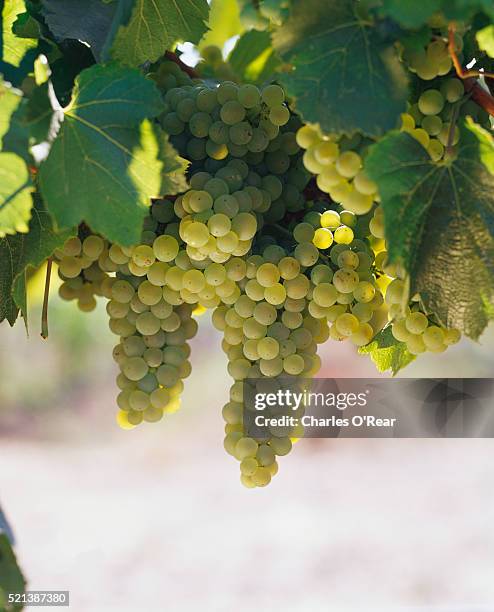 chardonnay grapes on the vine - grapes on vine stockfoto's en -beelden