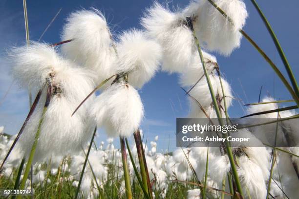 cotton grass - wollgras stock-fotos und bilder